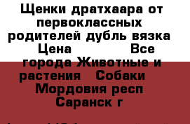 Щенки дратхаара от первоклассных  родителей(дубль вязка) › Цена ­ 22 000 - Все города Животные и растения » Собаки   . Мордовия респ.,Саранск г.